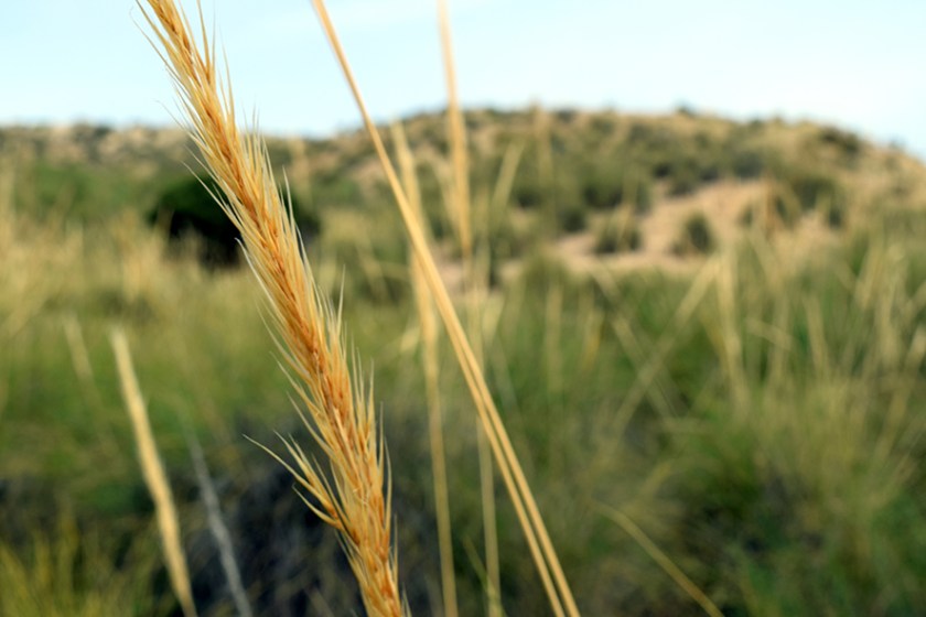 LUCE CHOULES Roots and Revsions