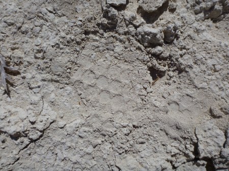 CHOULES On Other Planets