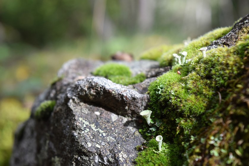 LUCE CHOULES Greenpiece