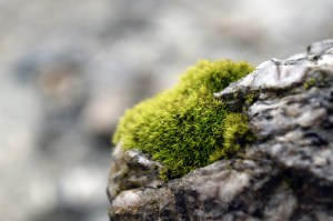 LUCE CHOULES – Greenpiece #2